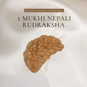 Original 1 Mukhi Rudraksha bead representing Lord Shiva