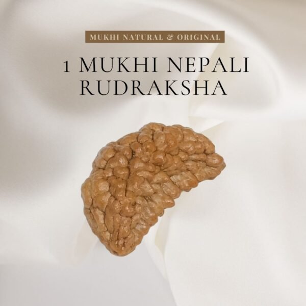 Original 1 Mukhi Rudraksha bead representing Lord Shiva
