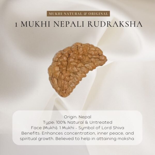 1 Mukhi Rudraksha – Original Ek Mukhi Rudraksha Bead