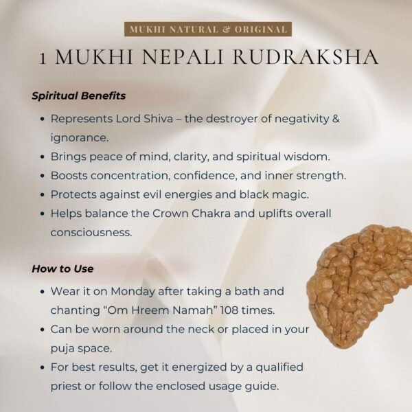 1 Mukhi Rudraksha – Original Ek Mukhi Rudraksha Bead