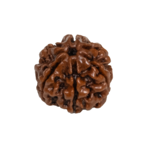 Original 7 Mukhi Rudraksha bead for wealth and protection