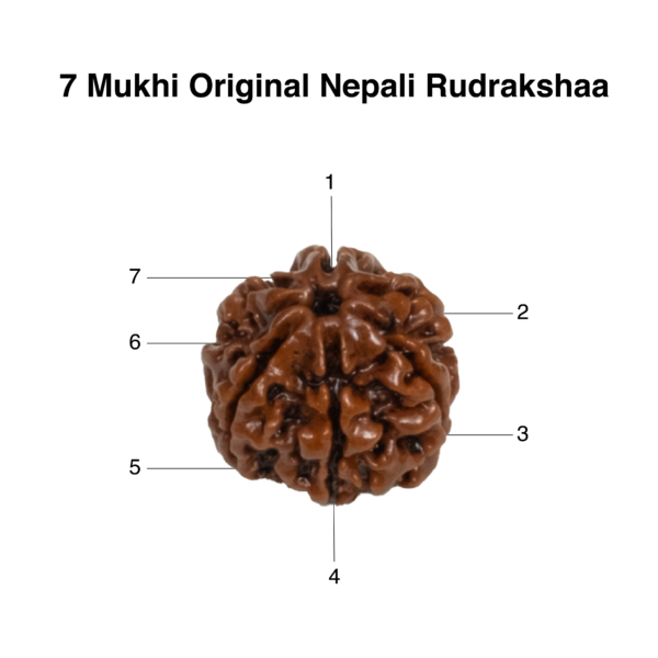 7 Mukhi Rudraksha – Original Saat Mukhi Divine Bead for Wealth & Protection