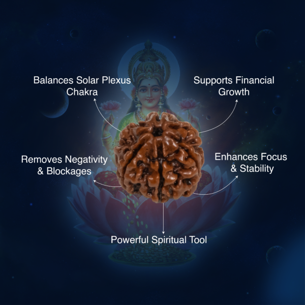 7 Mukhi Rudraksha – Original Saat Mukhi Divine Bead for Wealth & Protection