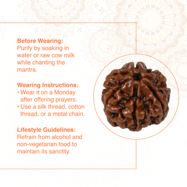 7 Mukhi Rudraksha – Original Saat Mukhi Divine Bead for Wealth & Protection