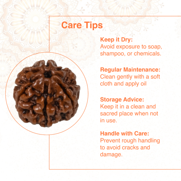 7 Mukhi Rudraksha – Original Saat Mukhi Divine Bead for Wealth & Protection